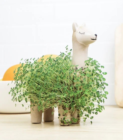 Lama en céramique pour faire pousser des graines de chia Décoration intérieure GiftRepublic