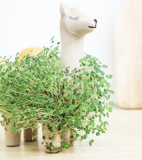 Lama en céramique pour faire pousser des graines de chia Décoration intérieure GiftRepublic